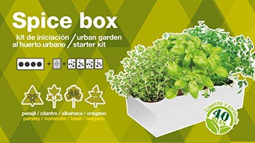 SeedBox Spice Box SBAROM - Huerto Urbano, 4 aromáticas, (albahaca, Cilantro, orégano y perejil)